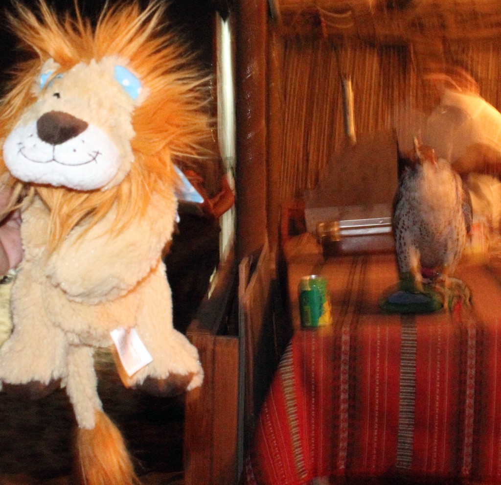 Lewis is scared of the falcon!