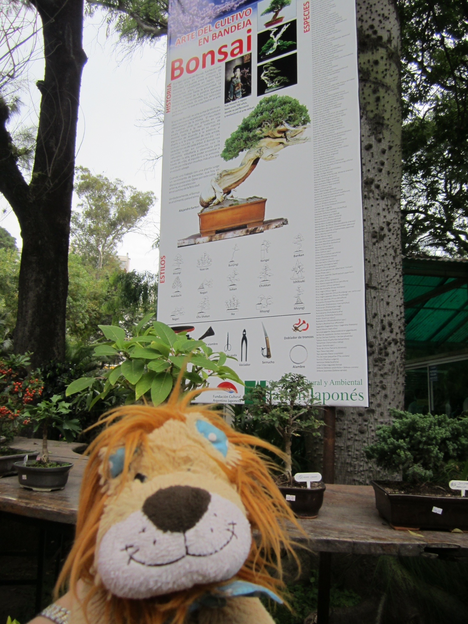 Lewis loves the miniature Bonsai trees Lewis the Lion