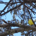 Lewis spots this yellow bird in a tree in Cafayate
