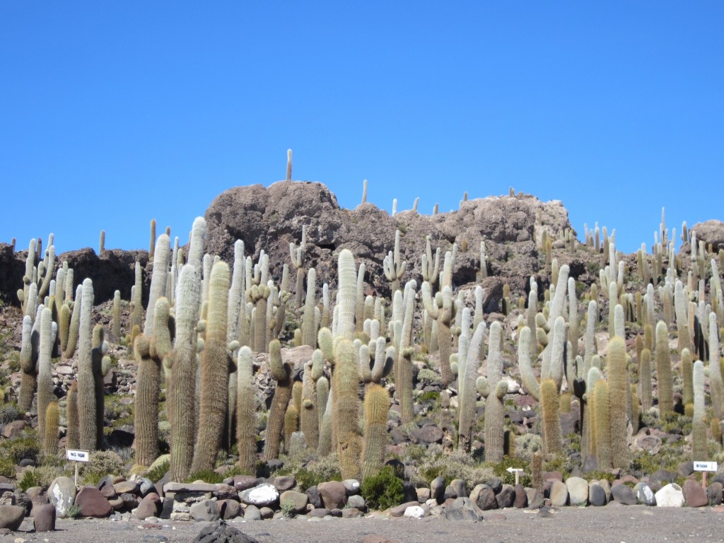 An island full of cacti - how extraordinary!