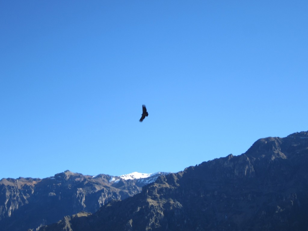 A condor cruises across a crisp-blue sky
