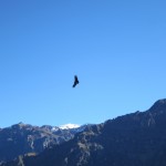 A condor cruises across a crisp-blue sky