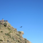 A condor flies close to the viewing point