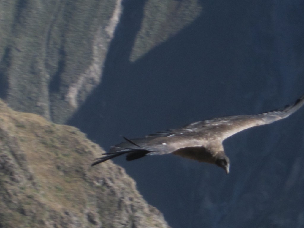 A condor in flight