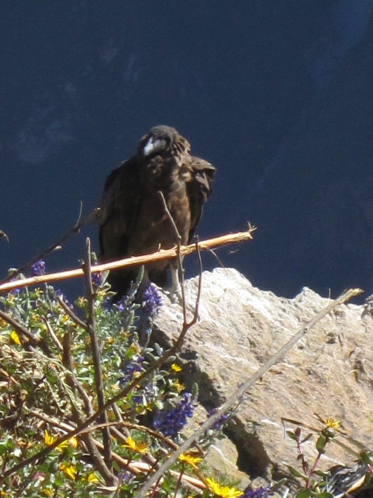 A condor perches on a rock