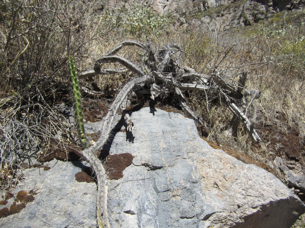 A dead cactus that looks like a giant spider