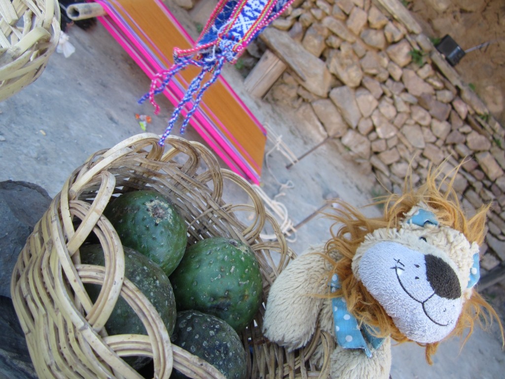 Lewis the Lion with a basket of cactus fruit