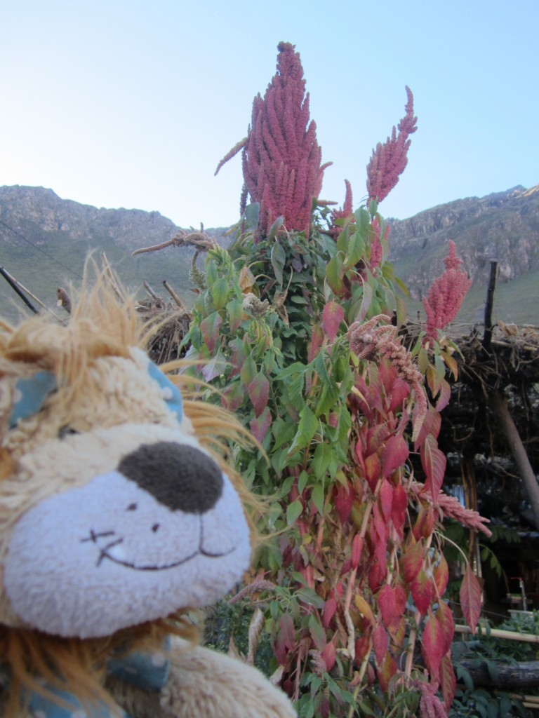 Lewis the Lion sees the quinoa plant for the first time