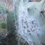 Lewis the Lion sees a special parasite growing on the cactus plant