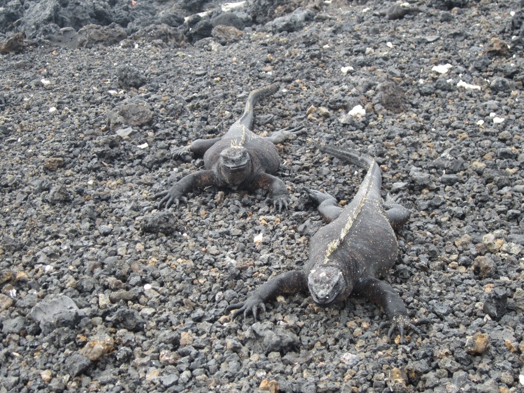 Marine iguanas sprawl out on the volcanic rock