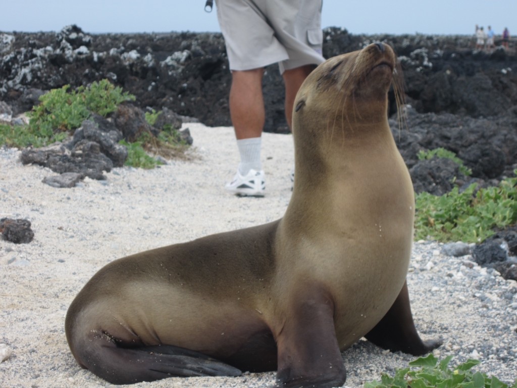 A sea lion sits upright