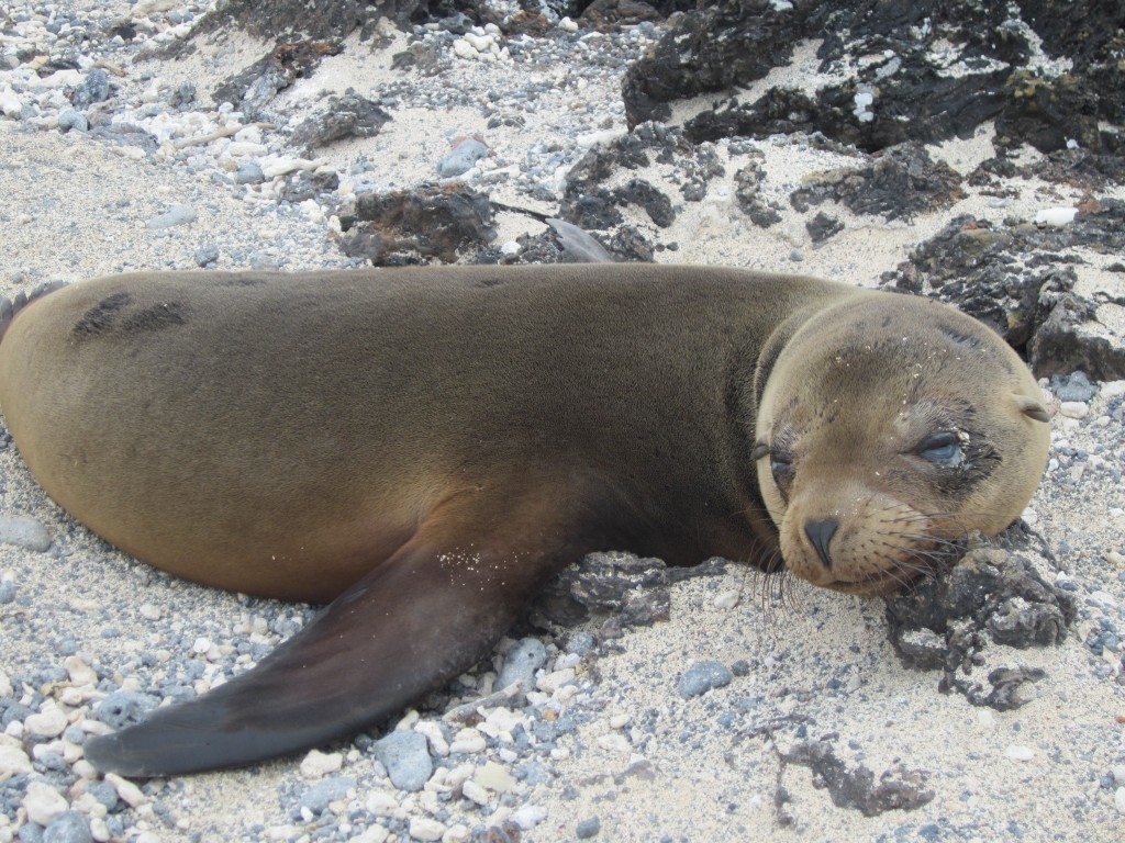 A sea lion basks on the shore