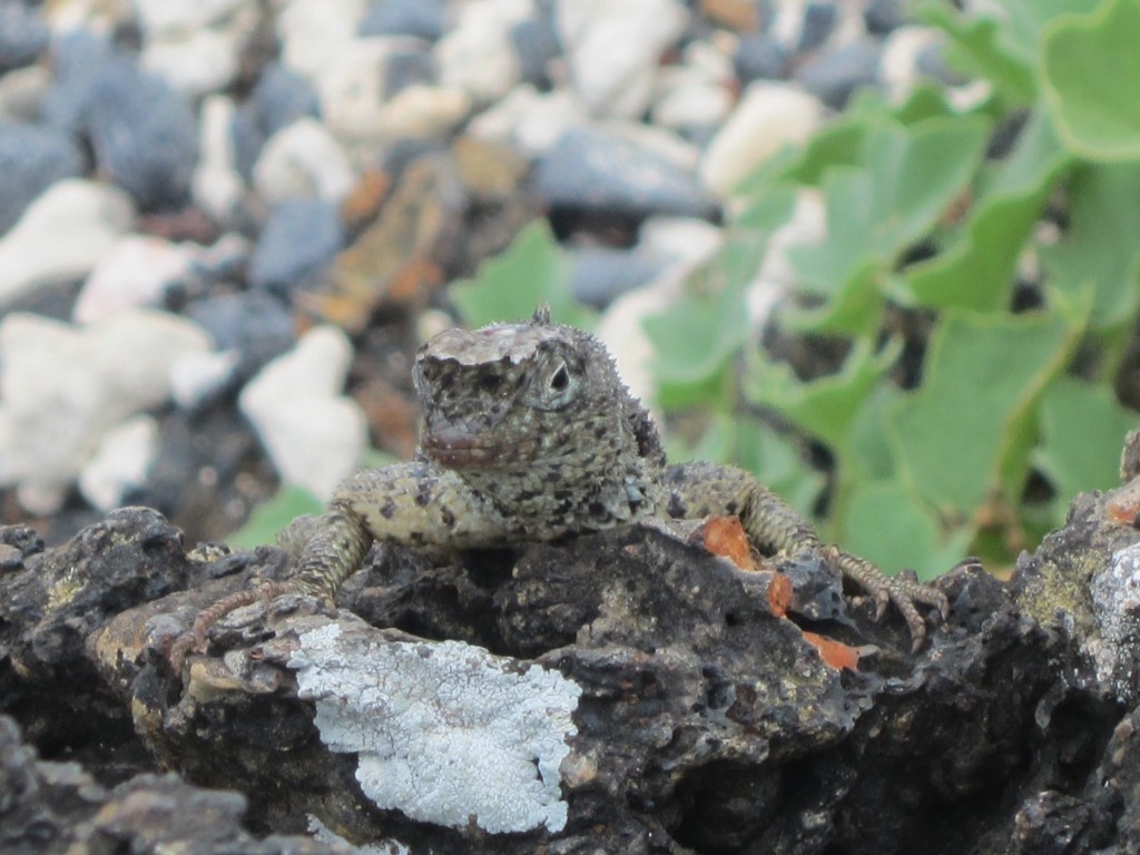 A lava lizard peers over a rock