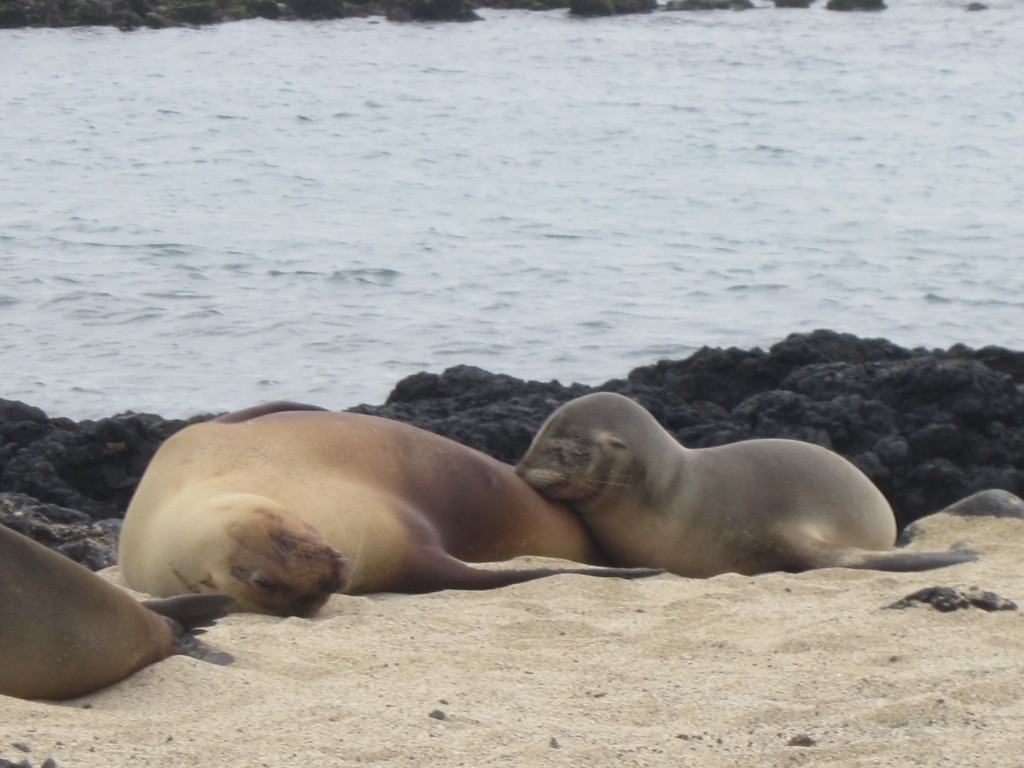 A baby sea lion suckles on his mother