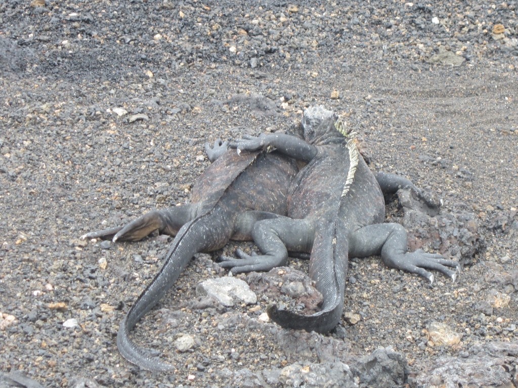 The marine iguanas hug close to warm up
