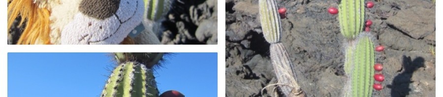 Cactus plants grow and flower even in the most difficult of landscapes