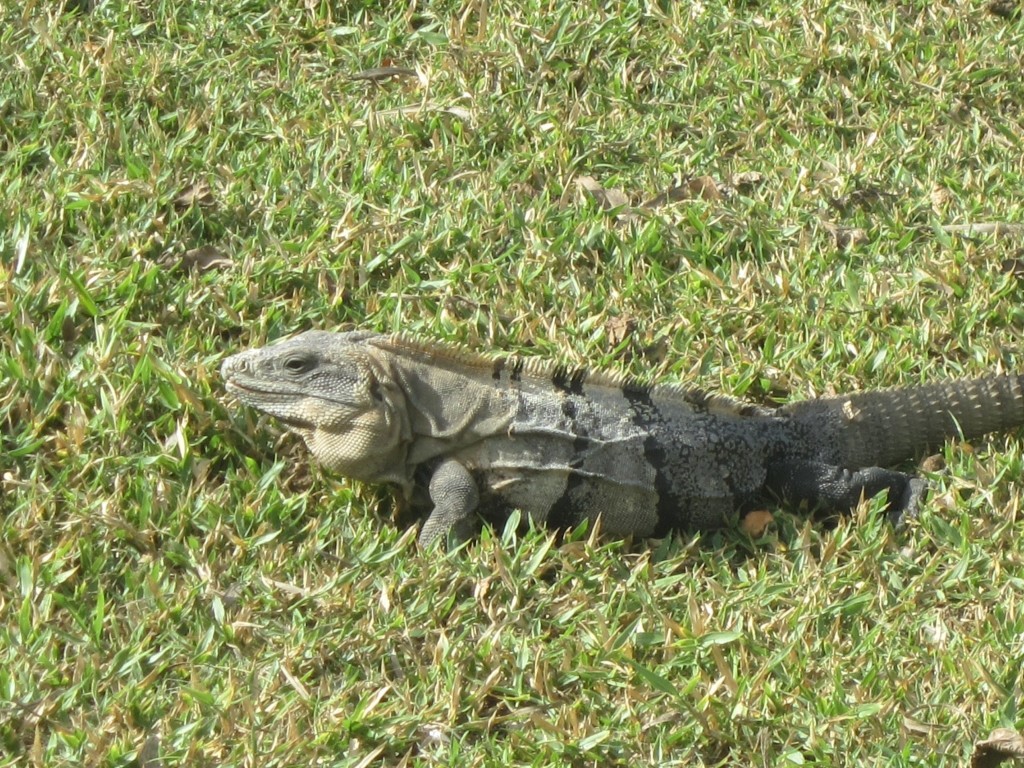 This giant reptile has made his home in the ruins of Tulum Lewis the Lion