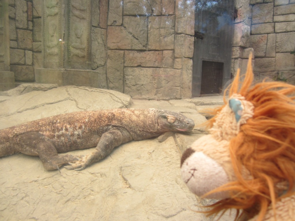 Lewis the Lion watches the world's largest lizard sleeping: the Komodo Dragon