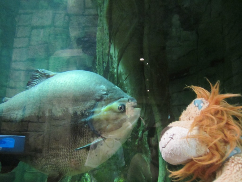 Lewis meets the enormous pacu fish