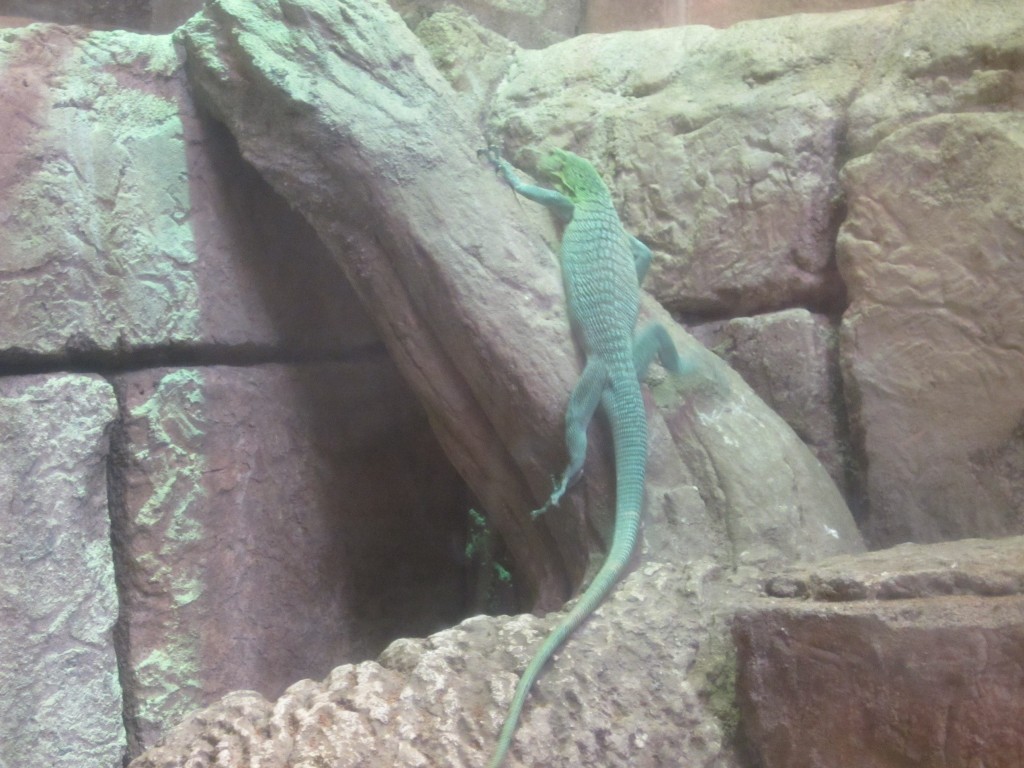 Lewis the Lion thinks that this Green Tree Monitor Lizard is more blue than green!