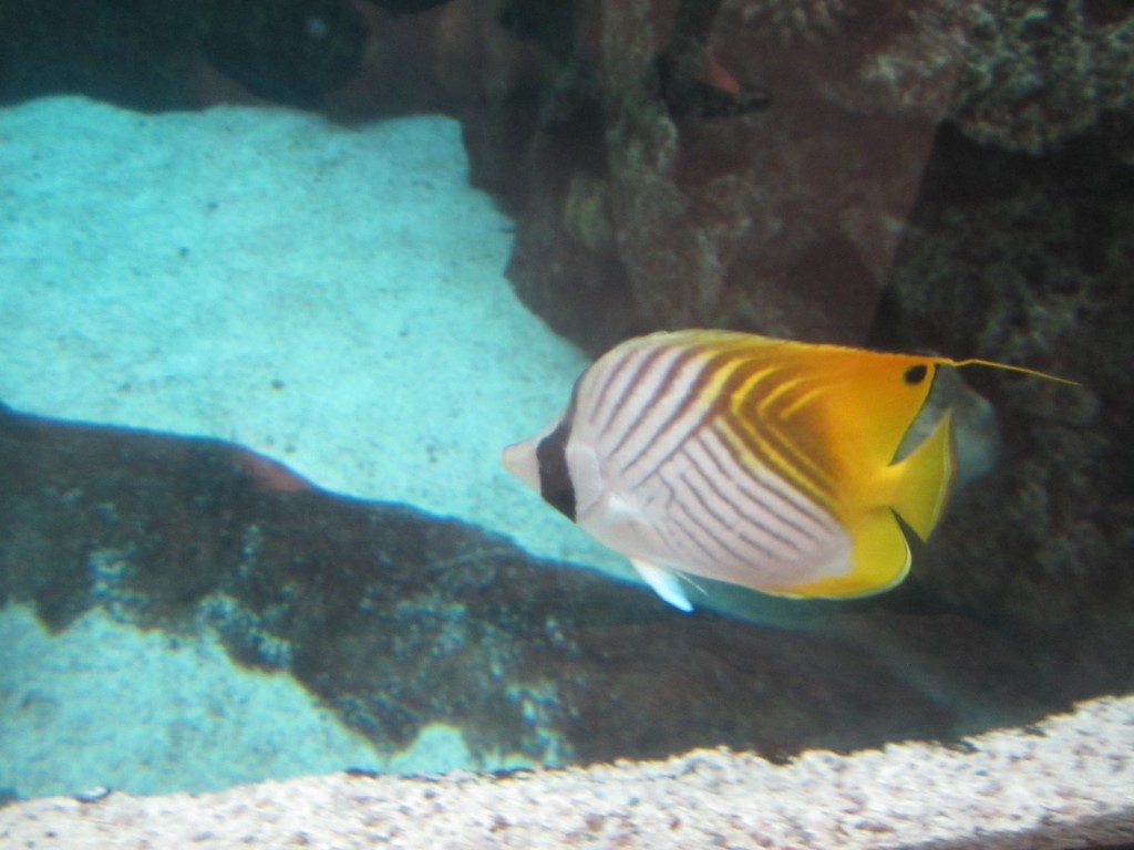 A Foxface fish glides by