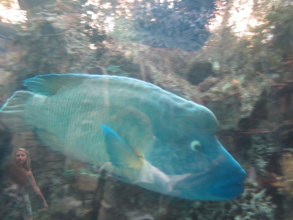 A big Napoleon Wrasse swims by effortlessly