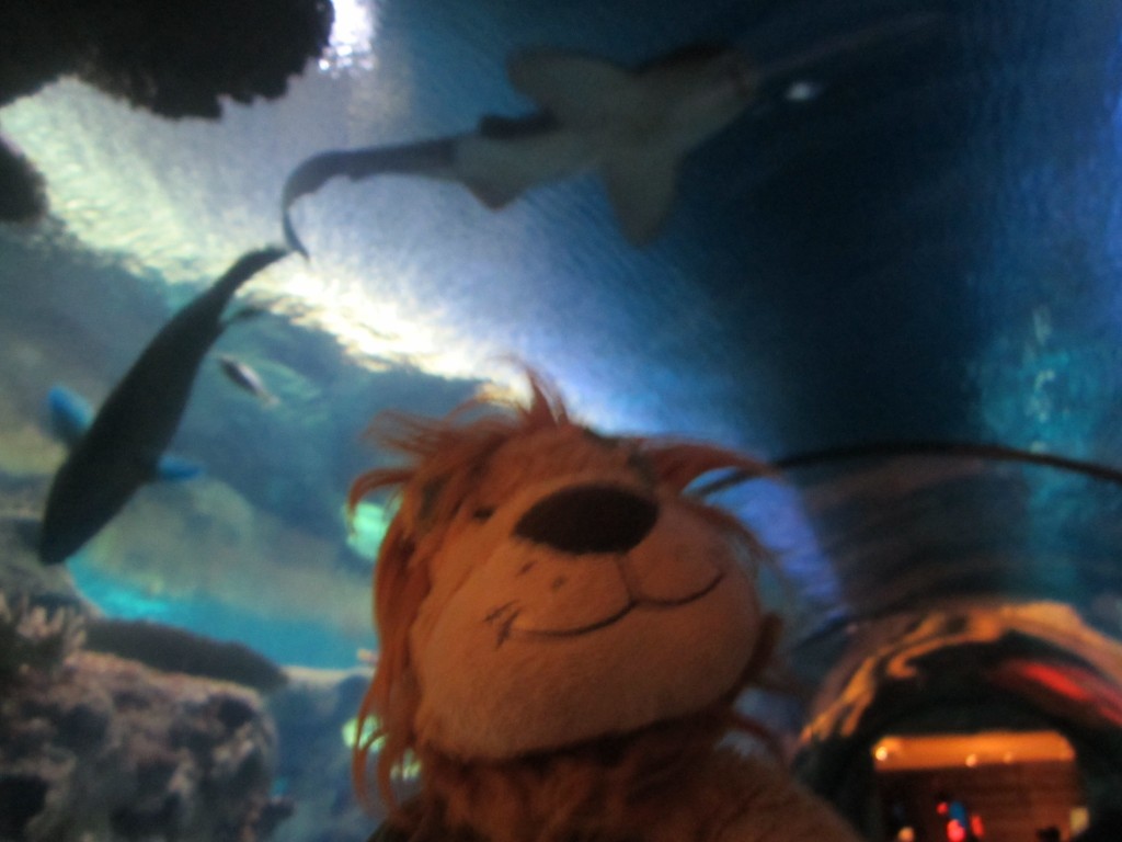 A shark and sawfish swim over Lewis the Lion's head