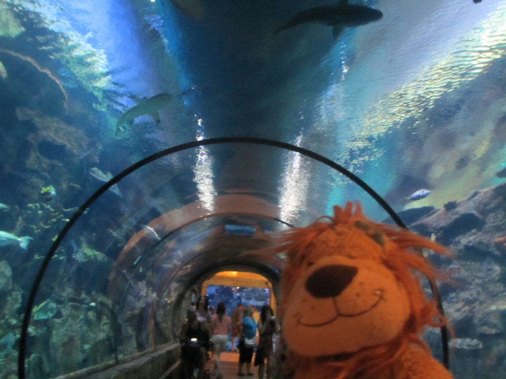 Lewis the Lion loves seeing the fish swim around him in this special tunnel