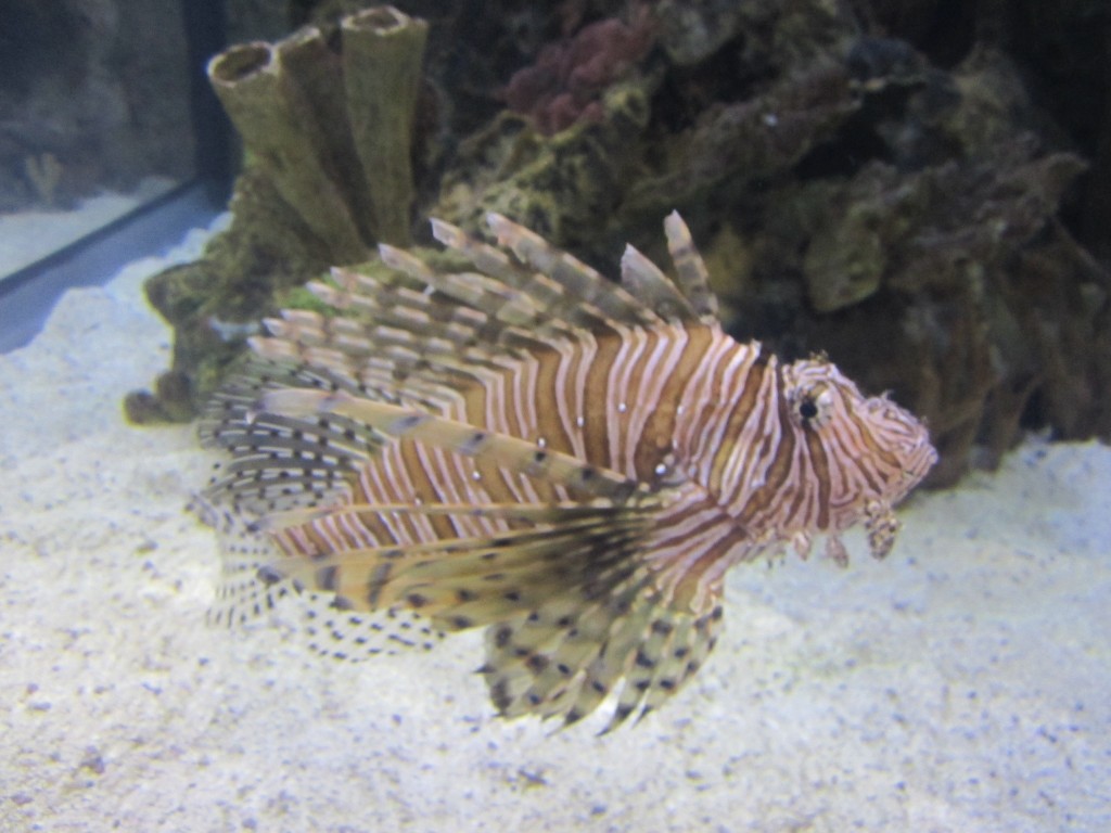 Lewis the Lion sees a lionfish for the first time!