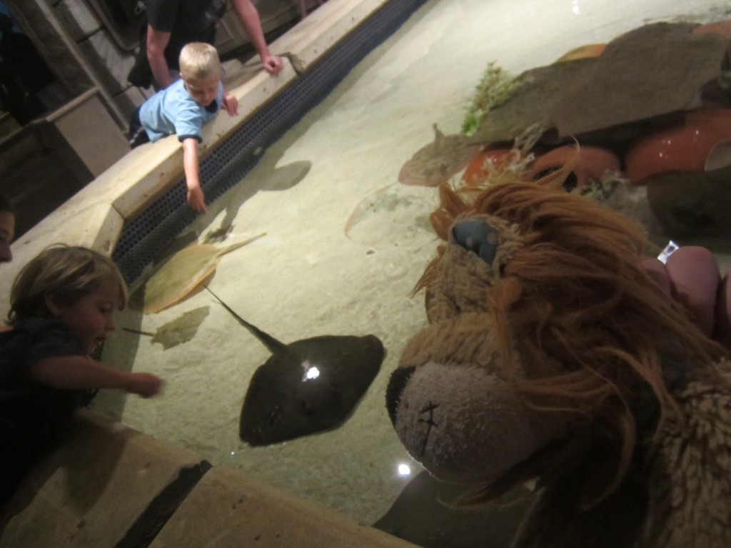 Lewis the Lion sees some children stroking the stingrays too