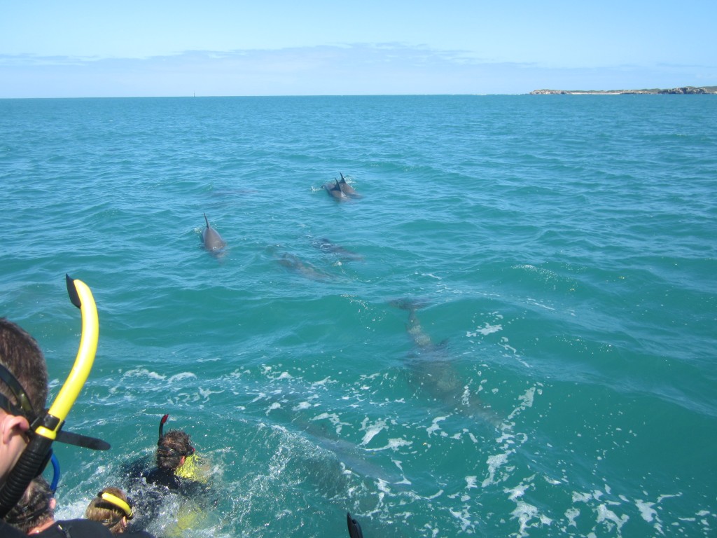 The pod of dolphins are curiuos about the swimmers