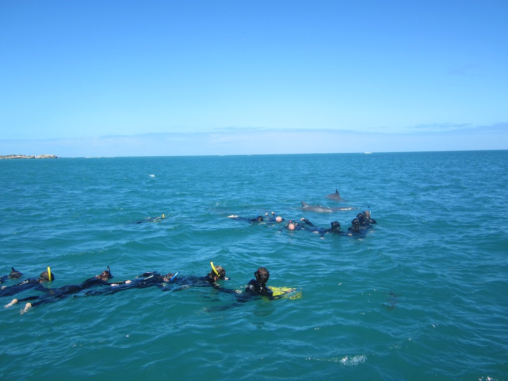 The wild dolphins delight the snorkellers