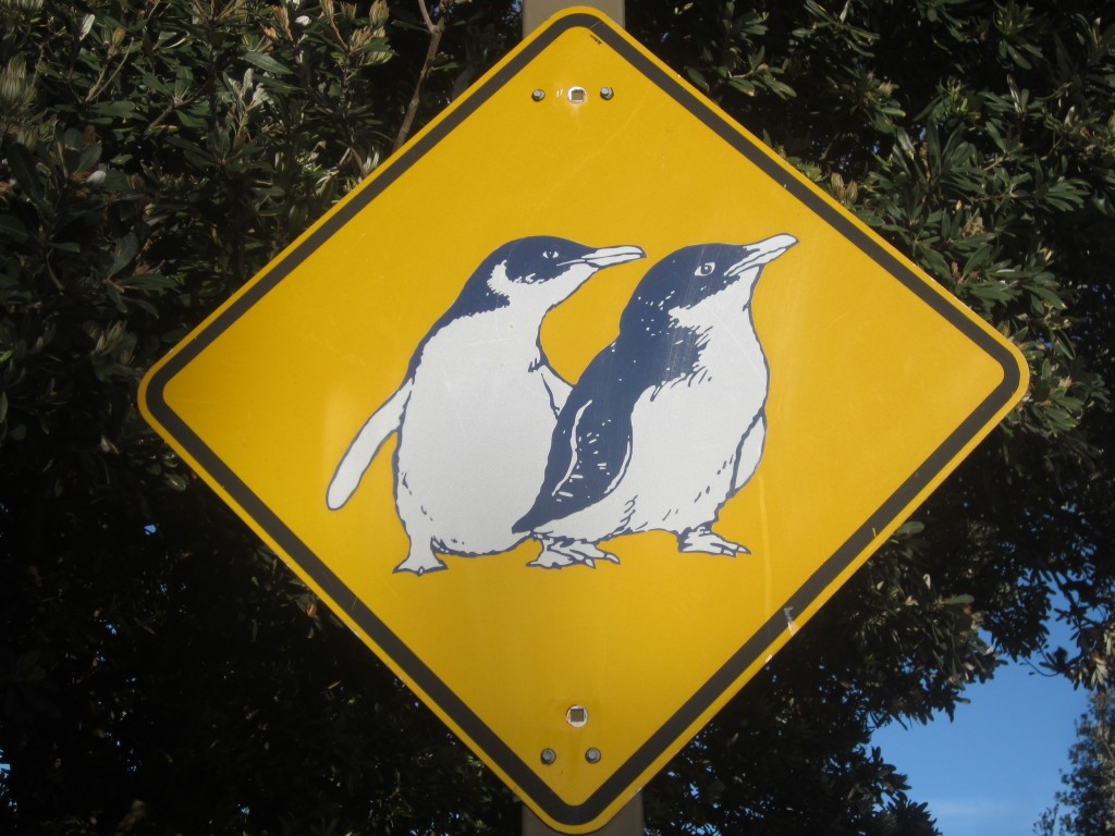 Watch out for Little Penguins!