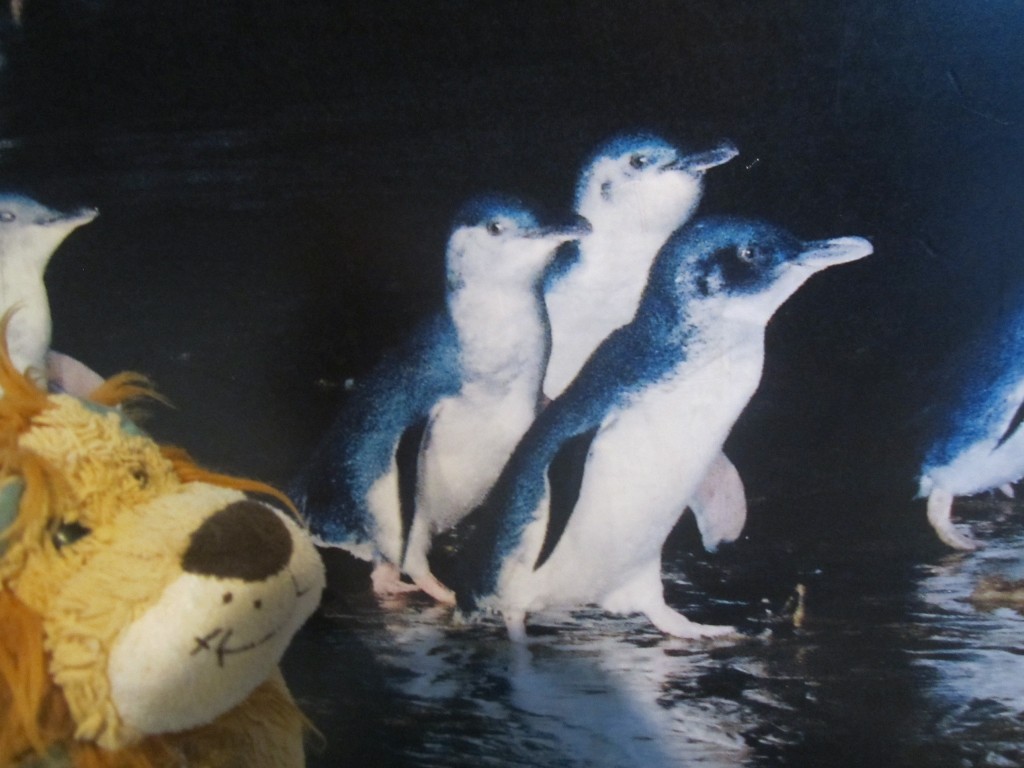 Lewis the Lion sees how big the Little Penguins are