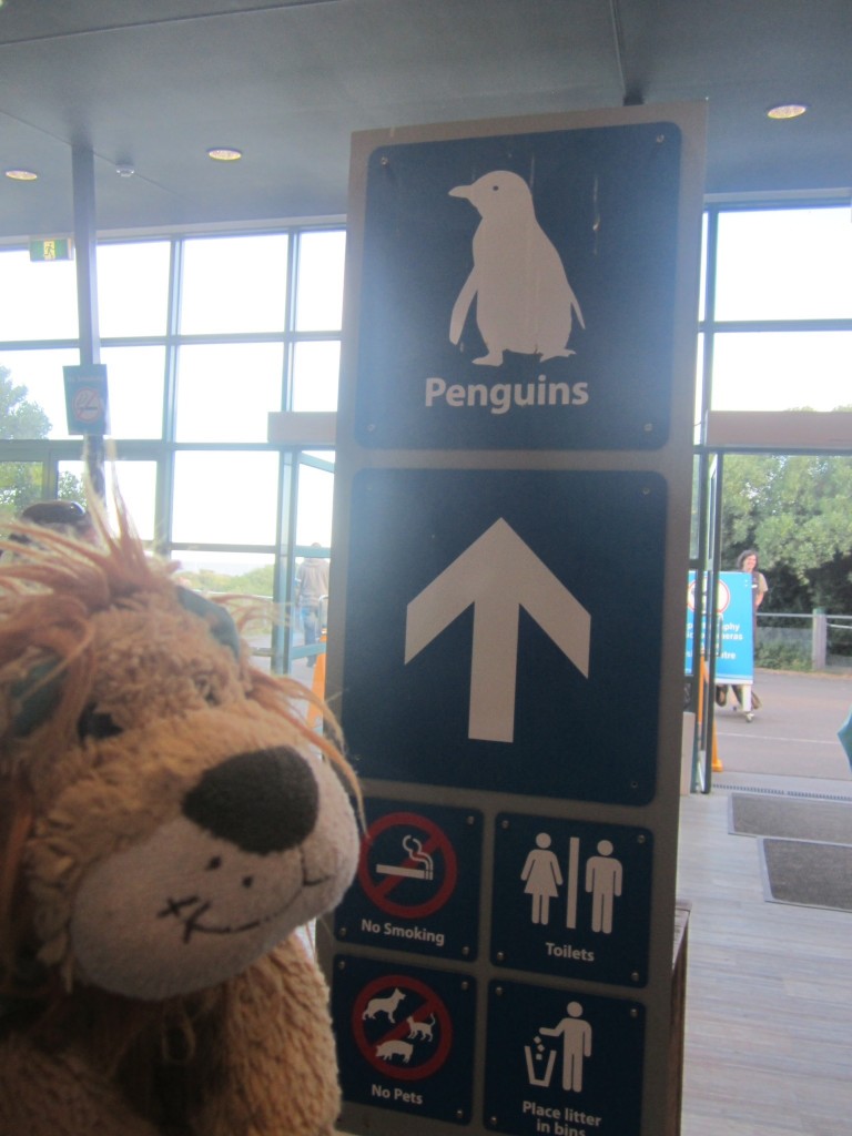 Lewis the Lion heads for the Little Penguin viewing spot