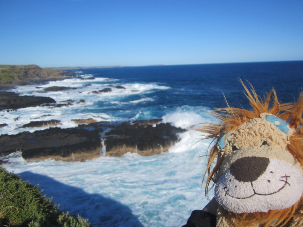 Lewis the Lion looks along the coast to where the Little Penguins will appear