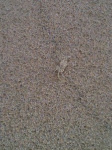 A small crab is camouflaged into the sand