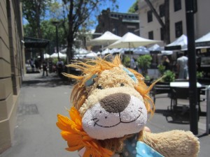 Lewis the Lion enjoys the café lifestyle near The Rocks