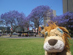 There are more wonderful Jacaranda trees here in Sydney