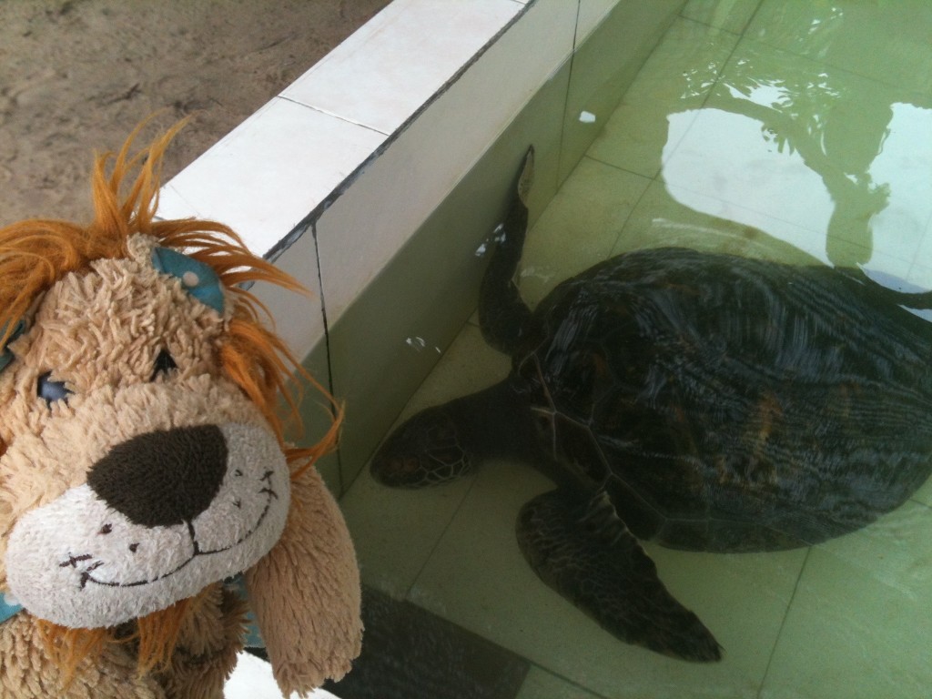 Lewis the Lion meets Jo, the green turtle