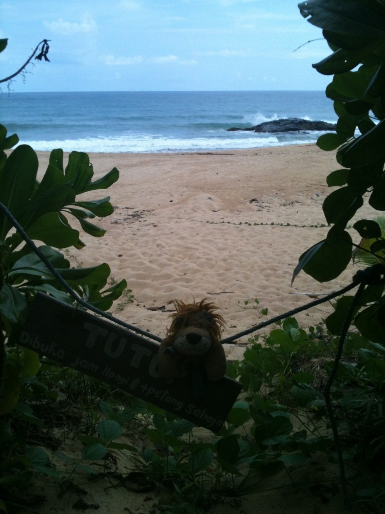Lewis the Lion sees the beach where the turtles come to lay their eggs