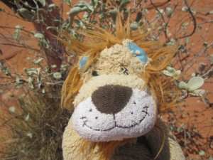 Lewis the Lion discovers there's mistletoe in the Outback!