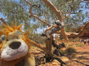 Lewis the Lion and the ghost gum tree