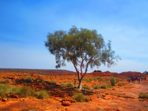 Lewis the Lion marvels at the colours of this Kings Canyon landscape 