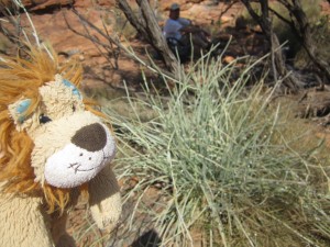 Lewis the Lion sees lots of clumps of spinifex grass in the Outback
