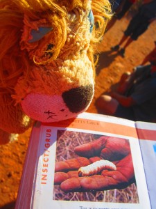 Lewis the Lion learns about the highly nutritious witchetty grub!