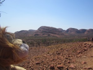 Lewis the Lion admires these conglomerate rock formations