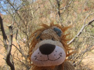 Lewis the Lion and the bloodwood gum tree