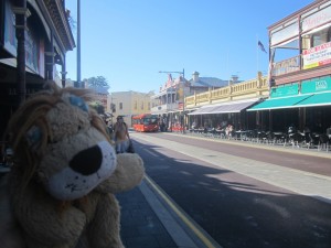 Lewis the Lion loves the outdoor cafe lifestyle of Freemantle