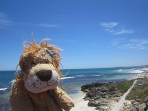 Lewis the Lion and the Western Australian coastline